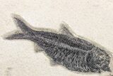 Two Detailed Fossil Fish (Knightia) - Wyoming #163438-2
